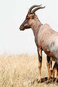 2012-07-21 Masai Mara MG 7075