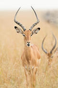 2012-07-21 Masai Mara MG 8309