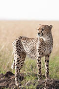 2012-03-20 Masai Mara 07R8181
