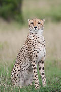 2012-04-16 Masai Mara MGP1636
