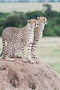 2012-04-16 Masai Mara MGP1733