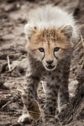 2012-07-21 Masai Mara MGP3837