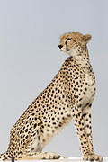2012-07-21 Masai Mara MGP4452