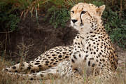 2012-07-21 Masai Mara MG 5880