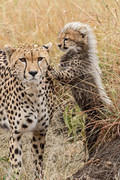 2012-07-21 Masai Mara MG 5885
