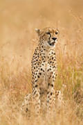 2012-07-21 Masai Mara MG 8359