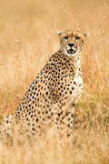 2012-07-21 Masai Mara MG 8361