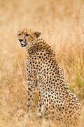2012-07-21 Masai Mara MG 8370