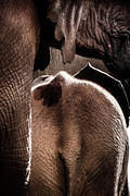 2011-12-18 the-Ark elephant-abstract-composition