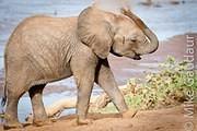 elephant sunscreen