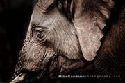 elephant-profile