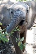 inquisitive elephant calf