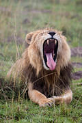 2012-04-16 Masai Mara MG 3665