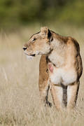 2012-08-10 Masai Mara MG 0429