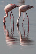 feeding flamingo pair 2012-04-12 Nakuru