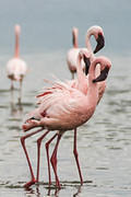 flamingo trio 03 10 12 Nakuru