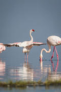 flamingo wings spread 10-12-09 Nakuru-2