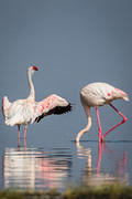flapping and feeding flamingos 10-12-09 Nakuru