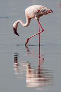 reflected flamingo 2012-04-12 Nakuru