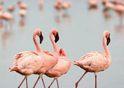 three and half flamingos 03 10 12 Nakuru