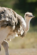 04 02 14 Melewa crouching ostrich