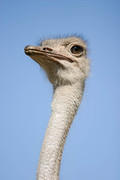 04 02 14 Melewa ostrich head on blue sky