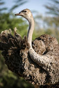 04 02 14 Melewa ostrich profile