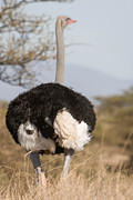 07 07 16 Samburu male ostrich full length back