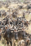2012-07-21 Masai Mara MG 8271