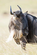 2012-08-10 Masai Mara MG 9861