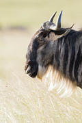 2012-08-10 Masai Mara MG 9865