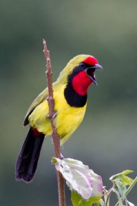 red, yellow, and black bird perched on stick