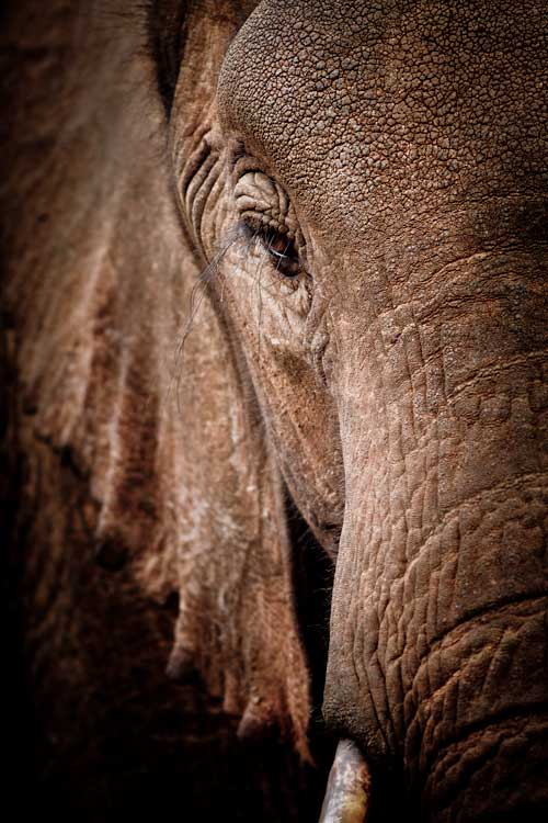 close-up of elephant's eye