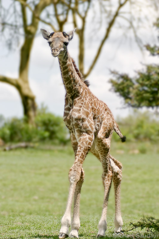 one-day-old giraffe