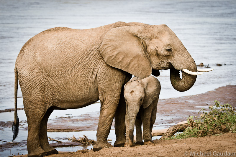 mother and baby elelphant after morning swim