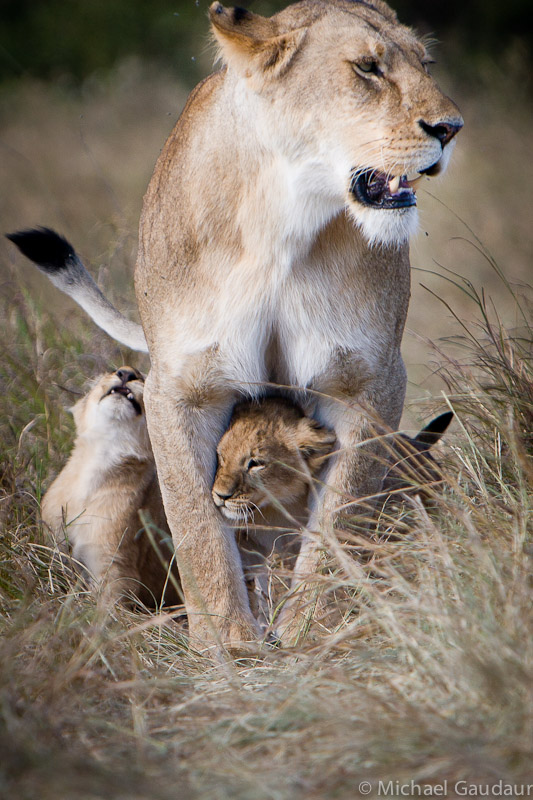 lion with cubs playing at her feet
