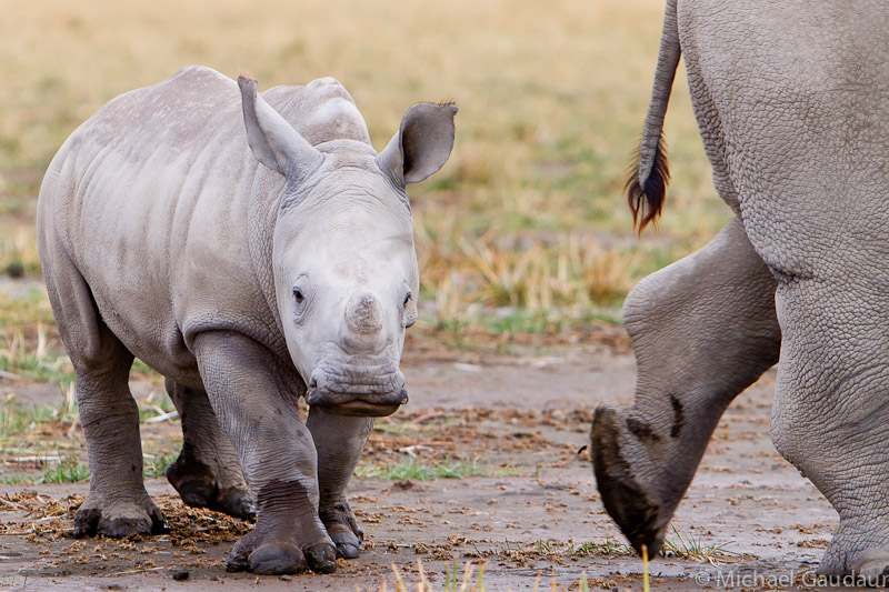 baby rhino calf with mother's hind leg