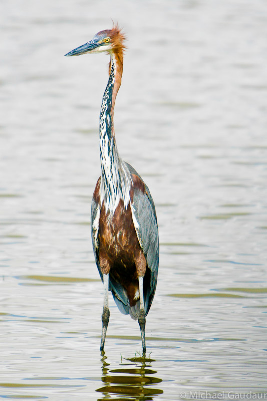 goliath heron standing in water