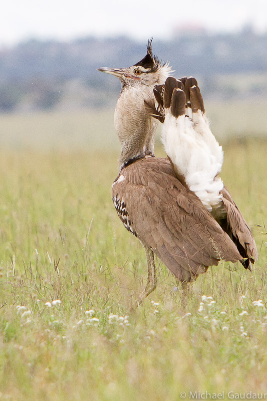 kori bustard male displaying mating feathers