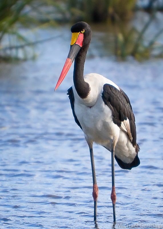 saddle-billed stork standing in pond