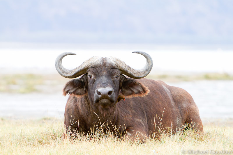 resting buffalo with oxpecker