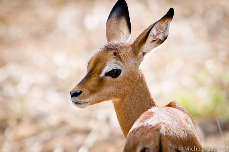 bright eyed impala calf
