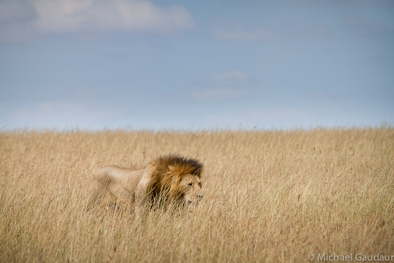 lion in the landscape