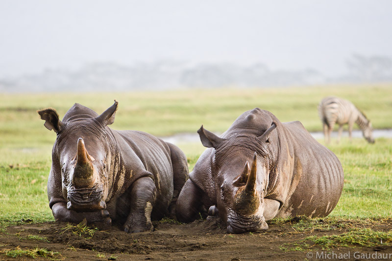 rhinos in the rain