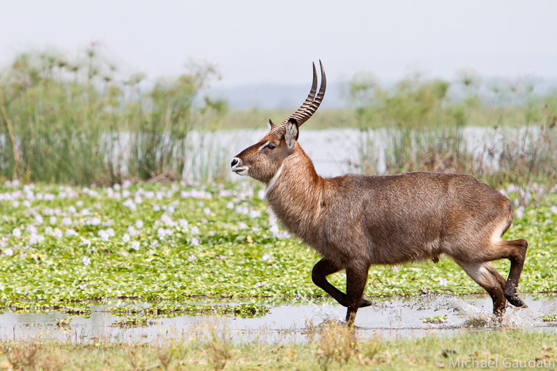 waterbuck on the move