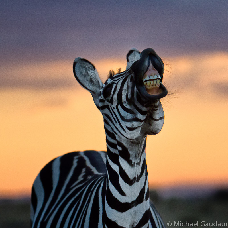 zebra smile