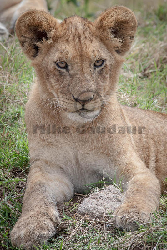  MGP3729 2012-11-27 Masai Mara