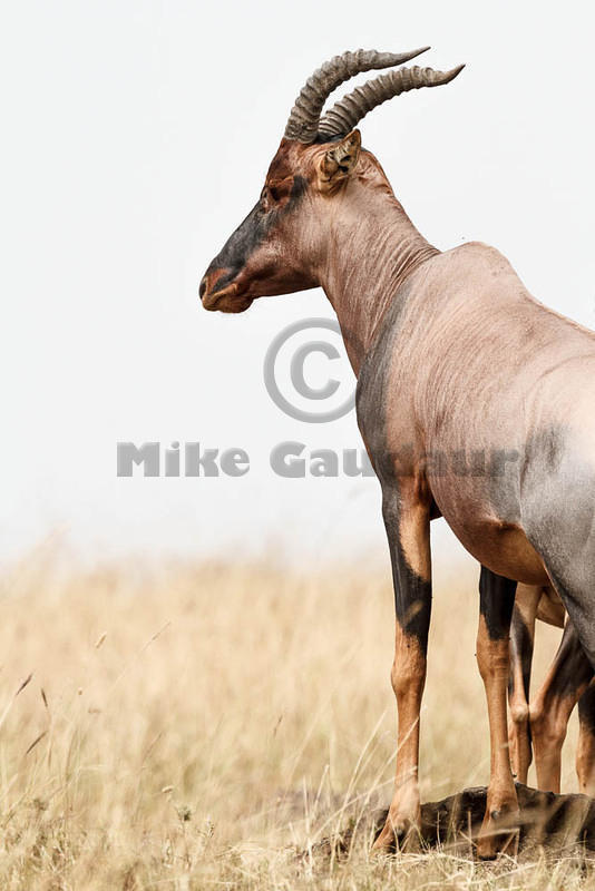 2012-07-21 Masai Mara MG 7075