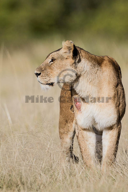 2012-08-10 Masai Mara MG 0429