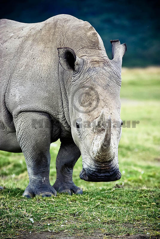rhino front view 03 10 12 Nakuru